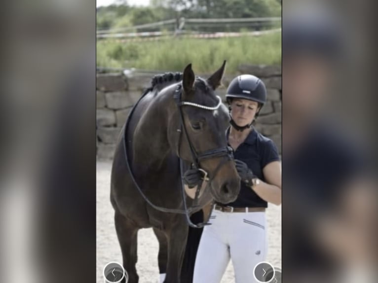 Rouan bai Jument 9 Ans 169 cm Bai brun foncé in Windhagen