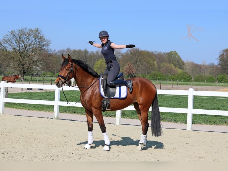 Rouan bai Jument 9 Ans 170 cm Bai in Kempen