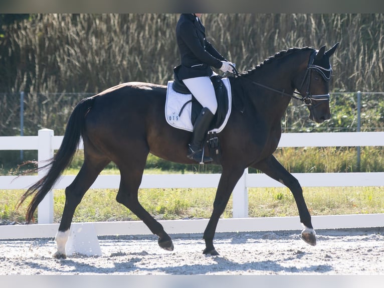 Rouan bai Jument 9 Ans 172 cm Bai brun foncé in Dörflingen