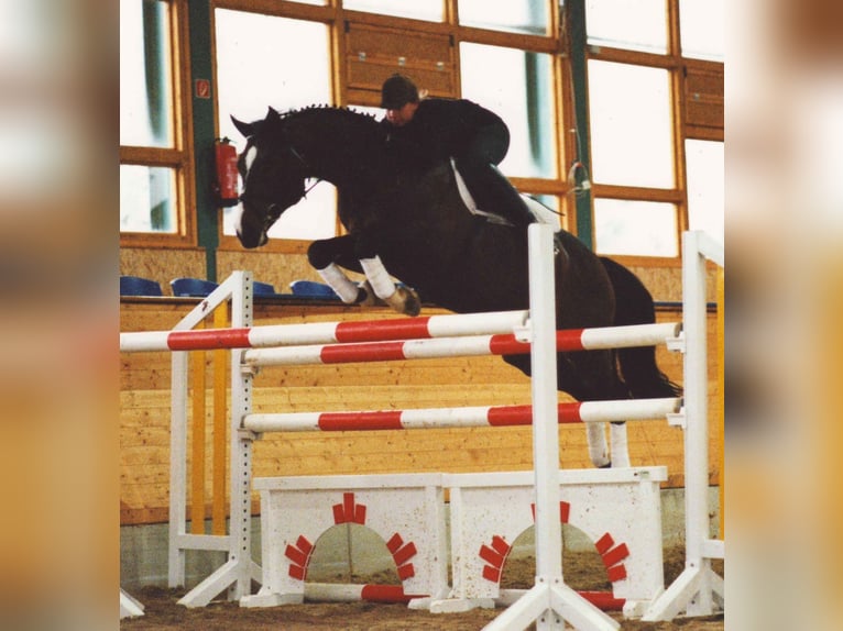 ROXETT Holstein Stallone Baio scuro in Mücheln (Geiseltal)