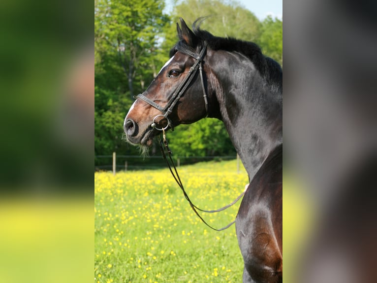 ROXETT Holstein Stallone Baio scuro in Mücheln (Geiseltal)