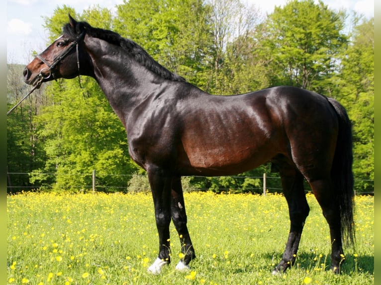 ROXETT Holstein Stallone Baio scuro in Mücheln (Geiseltal)