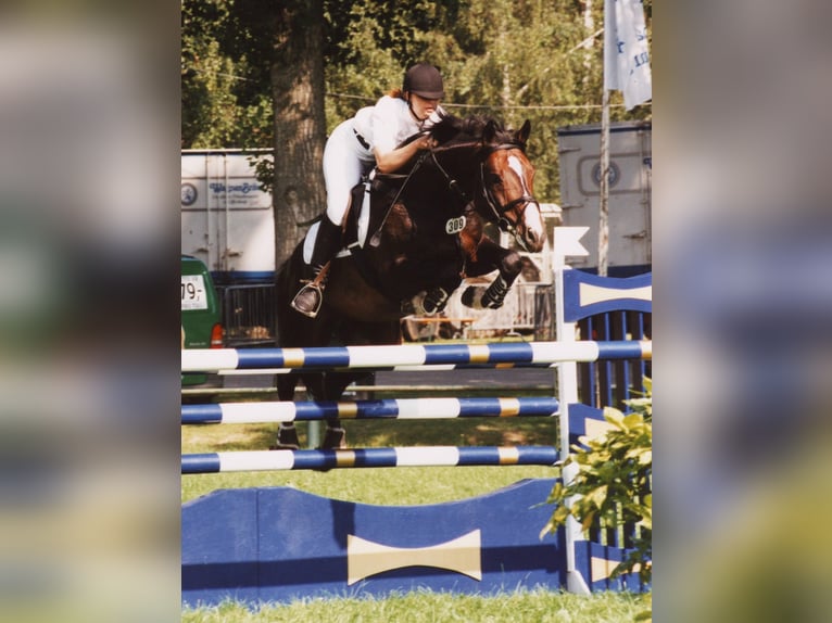 ROXETT Holstein Stallone Baio scuro in Mücheln (Geiseltal)