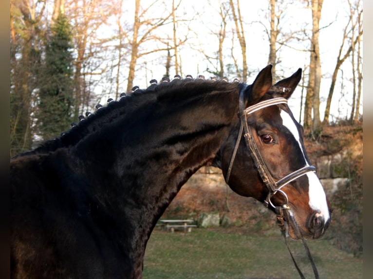 ROXETT Holstein Stallone Baio scuro in Mücheln (Geiseltal)
