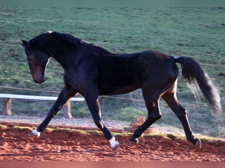 ROXETT Holstein Stallone Baio scuro in Mücheln (Geiseltal)