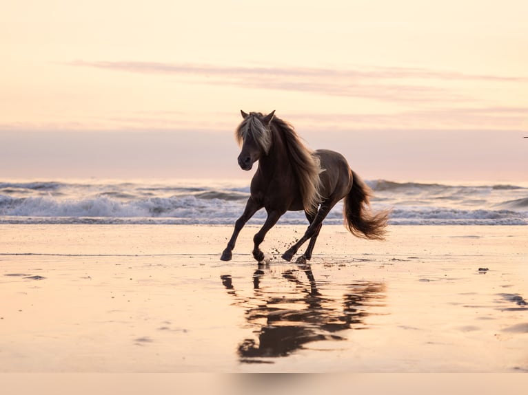 Rozenhaghe's Dragonfruit NMPRS Stallion in Borne