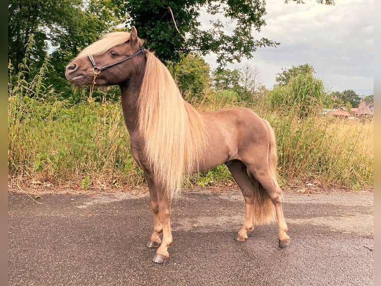 Rozenhaghe's Dragonfruit NMPRS Stallion in Borne