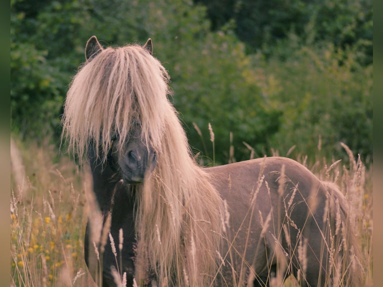 Rozenhaghe's Dragonfruit NMPRS Stallion in Borne