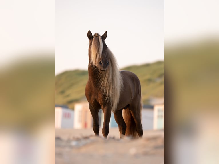 Rozenhaghe's Dragonfruit NMPRS Stallion in Borne