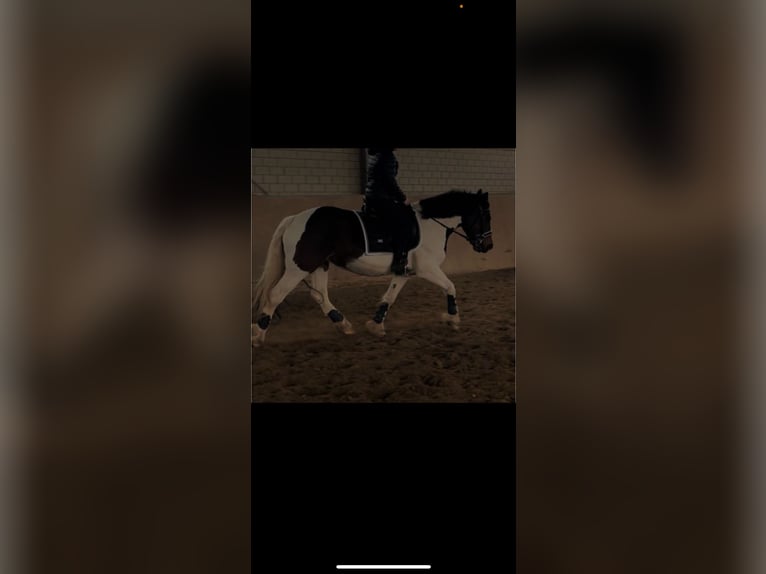 RsP (reitbeteiligung)