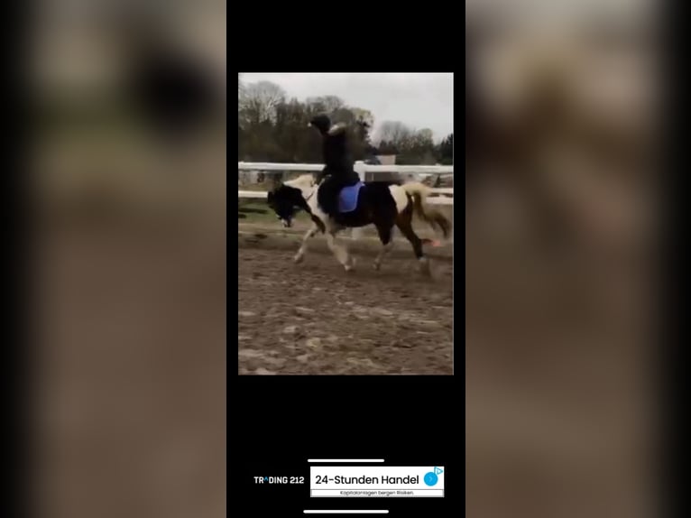 RsP (reitbeteiligung)