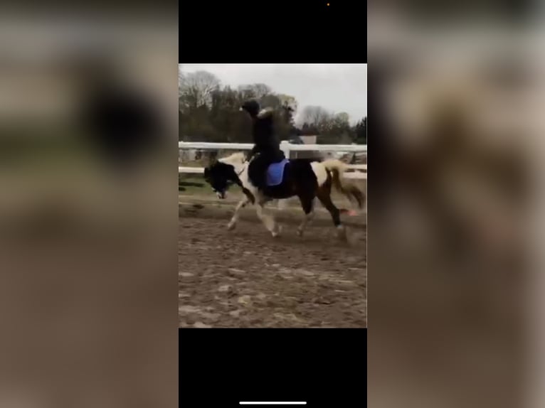 RsP (reitbeteiligung)