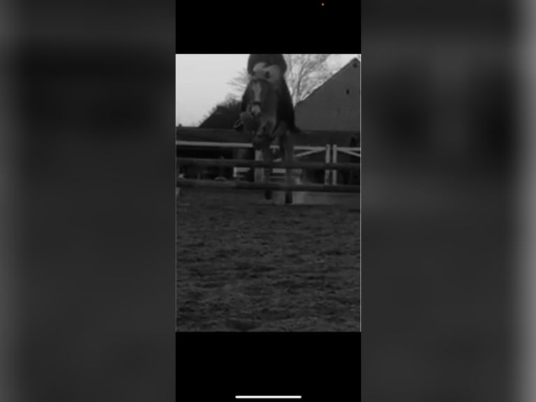 RsP (reitbeteiligung)