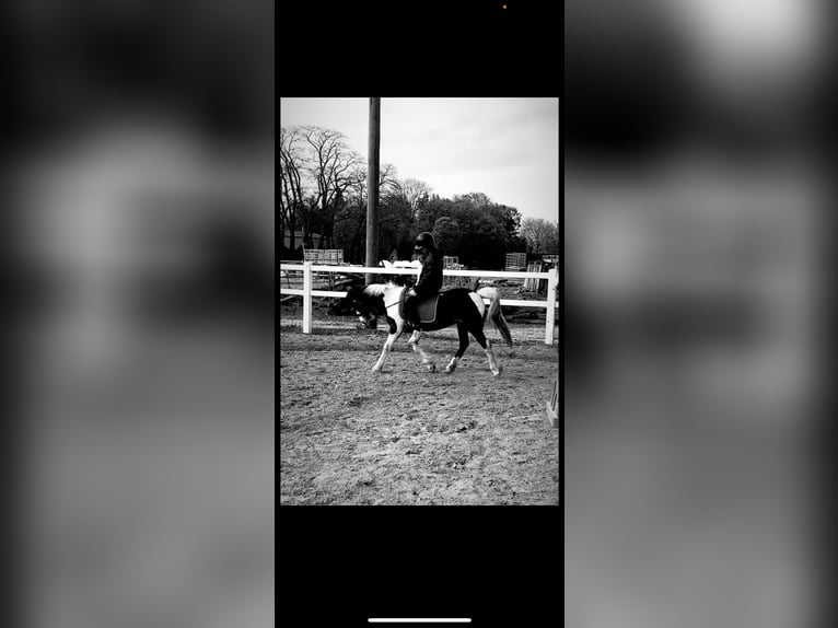 RsP (reitbeteiligung)