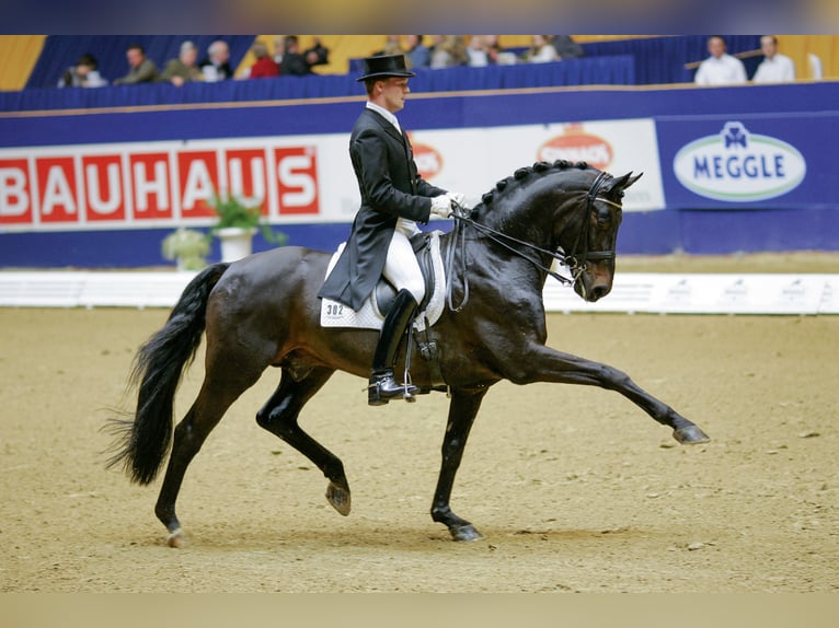 RUBIN ROYAL OLD Oldenburg Stallone Baio scuro in Löningen