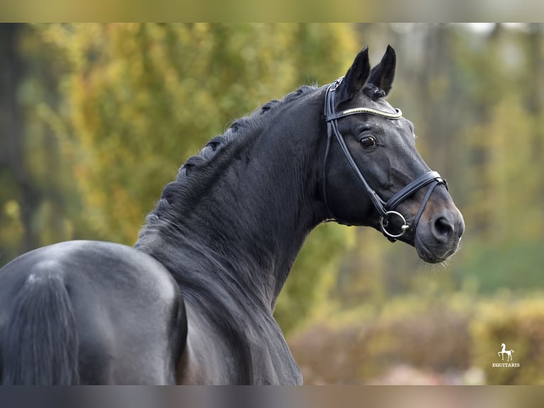 RUBIN ROYAL OLD Oldenburg Stallone Baio scuro in Löningen