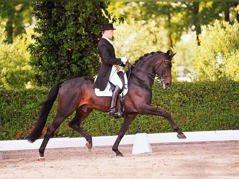 RUBIN ROYAL OLD Oldenburg Stallone Baio scuro in Löningen