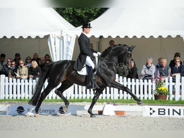 RUBIN ROYAL OLD Oldenburg Stallone Baio scuro in Löningen