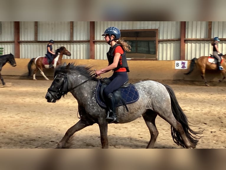 ruiter zoekt verzorgpaard/ bijrijdpaard gezocht