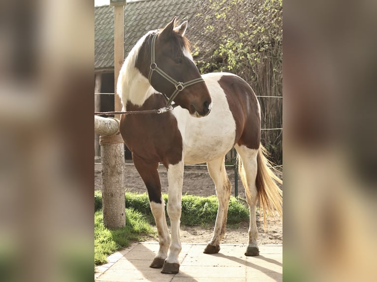 Russian Saddle Horse Gelding 10 years 15,1 hh Pinto in Hollenstedt