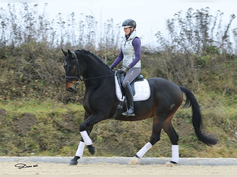 Russian Saddle Horse Gelding 10 years 16 hh Bay-Dark in Schlatt