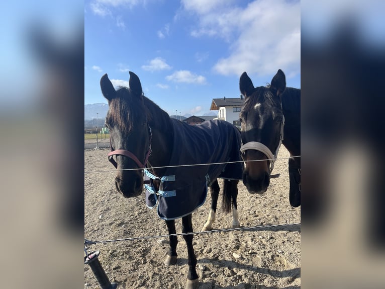 Russian Saddle Horse Gelding 10 years 16 hh Bay-Dark in Salzburg