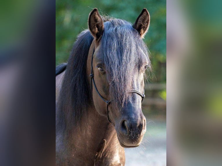 Russian Saddle Horse Mix Gelding 1 year 14,1 hh Buckskin in Lajosmizse
