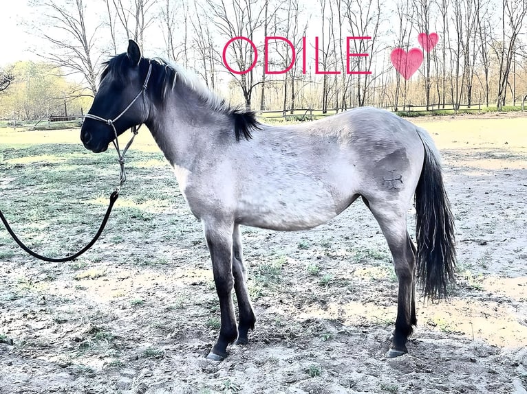 Russian Saddle Horse Mix Gelding 1 year 14,1 hh Buckskin in Lajosmizse