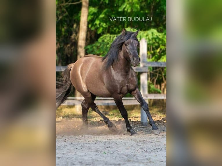 Russian Saddle Horse Mix Gelding 1 year 14,1 hh Buckskin in Lajosmizse