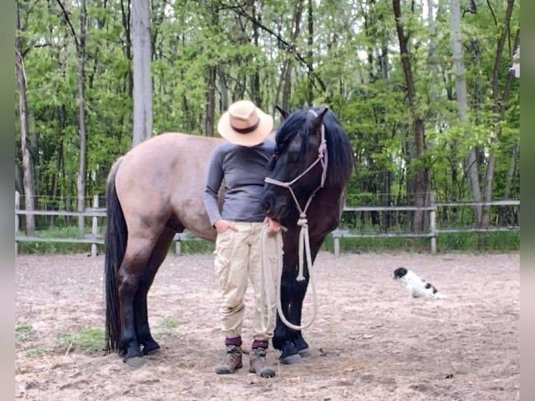 Russian Saddle Horse Mix Gelding 1 year 14,1 hh Buckskin in Lajosmizse