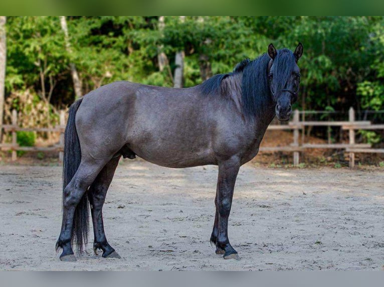 Russian Saddle Horse Mix Gelding 1 year 14,1 hh Buckskin in Lajosmizse
