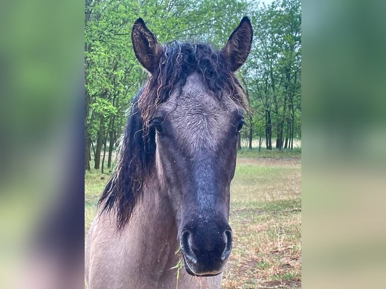 Russian Saddle Horse Mix Gelding 1 year 14,1 hh Buckskin in Lajosmizse