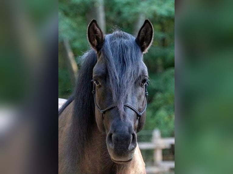Russian Saddle Horse Mix Gelding 1 year 14,1 hh Buckskin in Lajosmizse