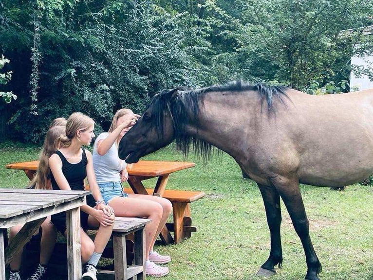 Russian Saddle Horse Mix Gelding 1 year 14,1 hh Buckskin in Lajosmizse