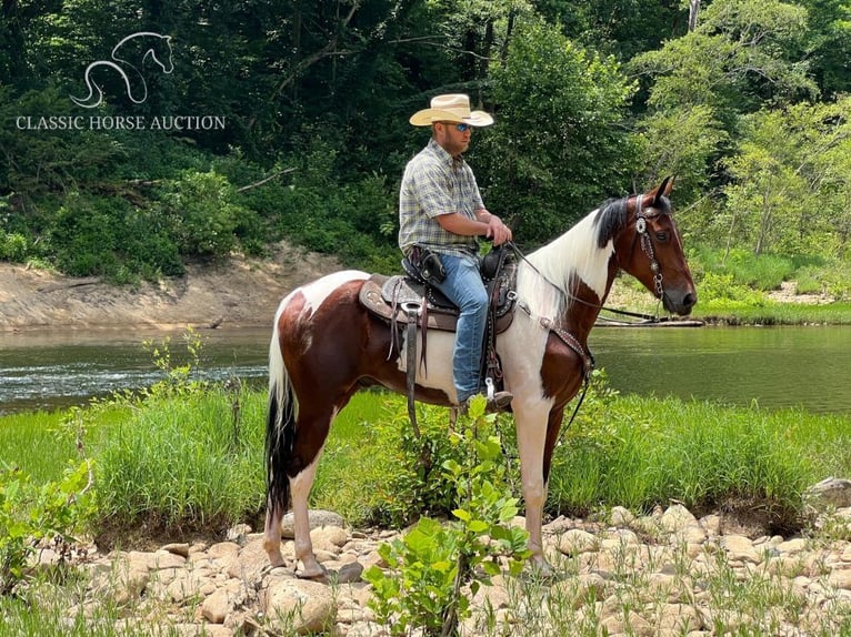 Russian Saddle Horse Gelding 4 years 15 hh Bay in Whitley City, ky