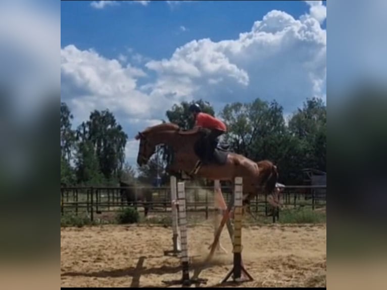 Russian Saddle Horse Gelding 5 years 15,3 hh Chestnut in &#1041;&#1080;&#1089;&#1077;&#1088;&#1086;&#1074;&#1086;