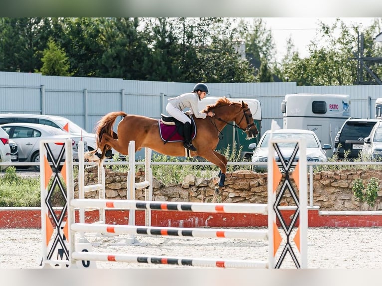 Russian Saddle Horse Gelding 5 years 15,3 hh Chestnut in &#1041;&#1080;&#1089;&#1077;&#1088;&#1086;&#1074;&#1086;