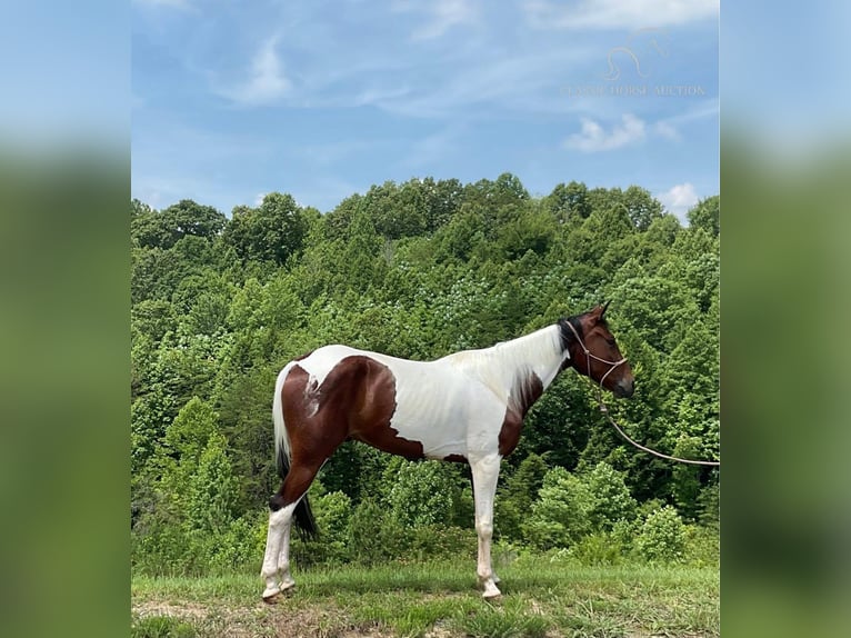 Russian Saddle Horse Gelding 5 years 15 hh Bay in Whitley City, ky