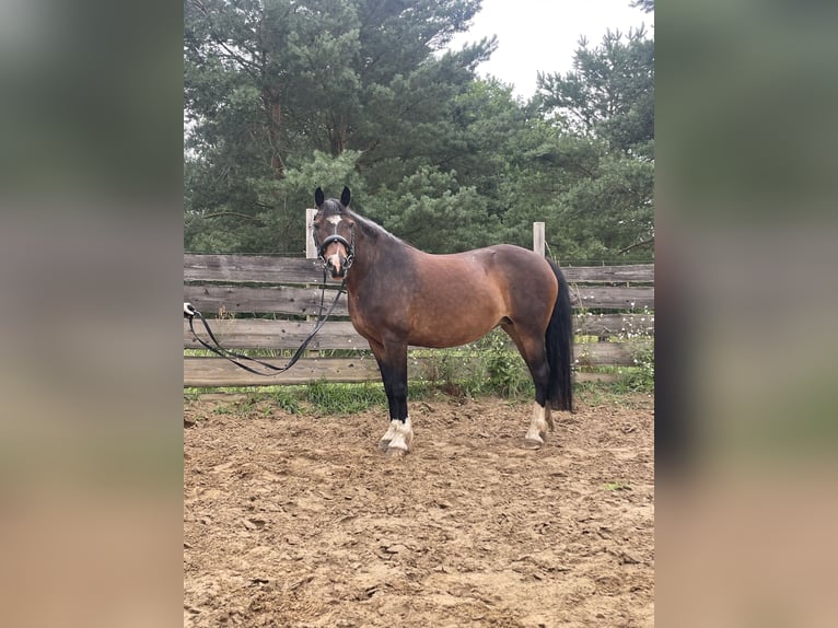 Russian Saddle Horse Mare 13 years 14.2 hh Brown in Warnow
