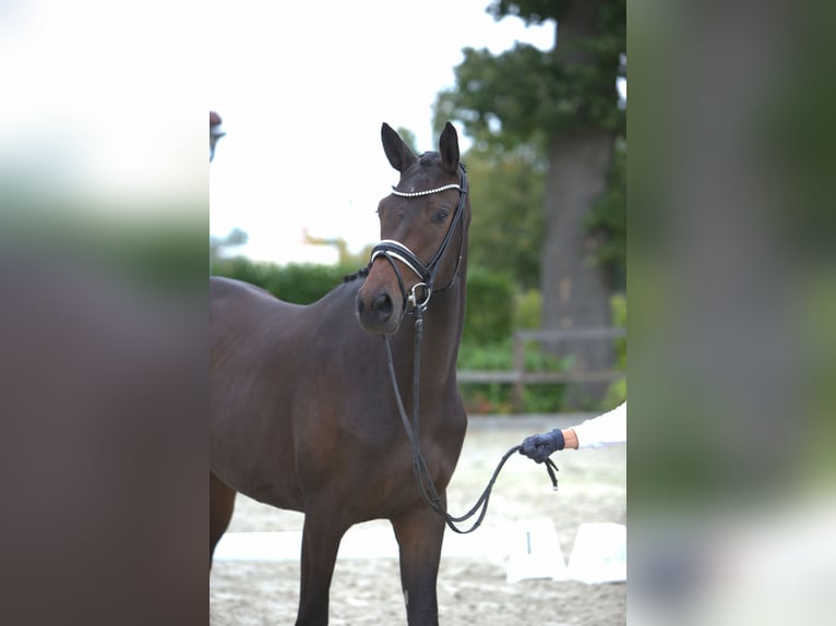 Russian Saddle Horse Mare 2 years 16,2 hh Brown in Postfeld