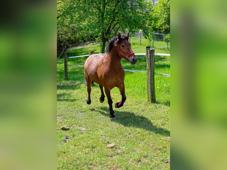 Russian Saddle Horse Mare 7 years 14,1 hh Brown in Düsseldorf