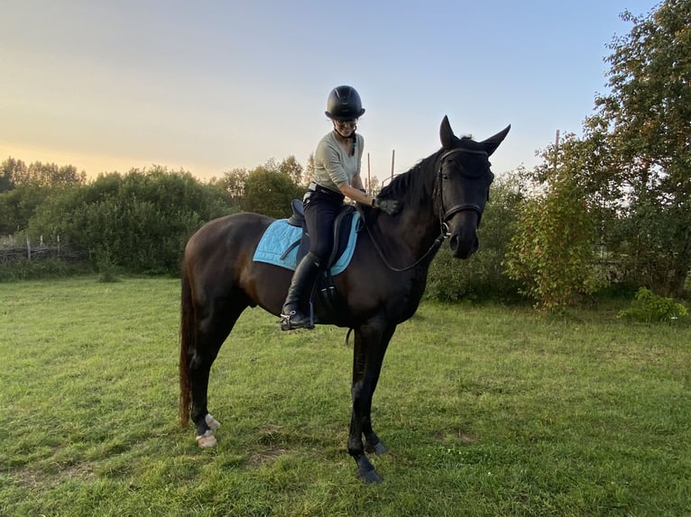 Russian Saddle Horse Stallion 1 year Brown in &#1041;&#1086;&#1083;&#1100;&#1096;&#1086;&#1077; &#1057;&#1077;&#1083;&#1086;