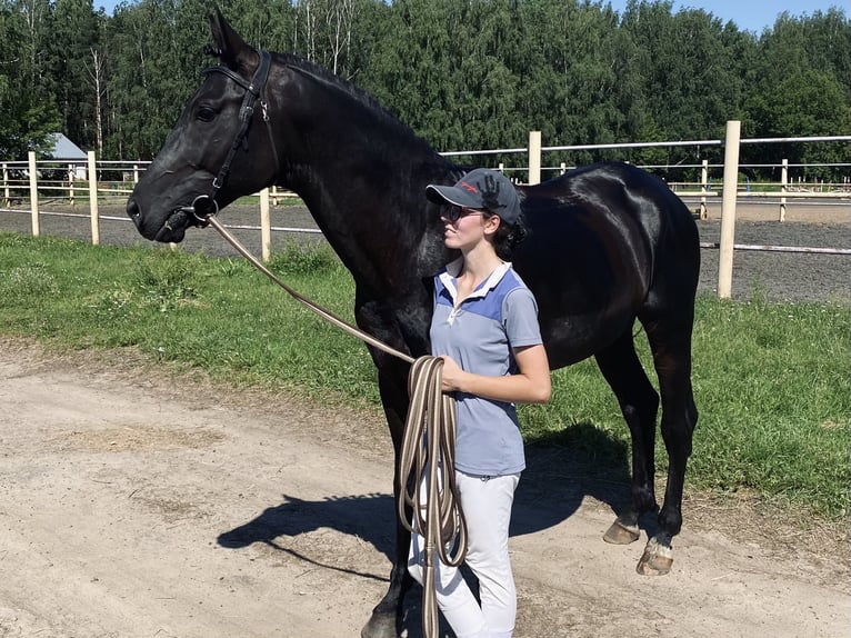 Russian Saddle Horse Stallion 1 year Brown in &#1041;&#1086;&#1083;&#1100;&#1096;&#1086;&#1077; &#1057;&#1077;&#1083;&#1086;