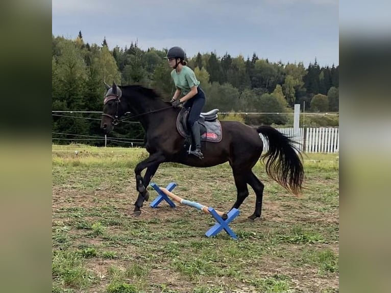 Russian Saddle Horse Stallion 1 year Brown in &#1041;&#1086;&#1083;&#1100;&#1096;&#1086;&#1077; &#1057;&#1077;&#1083;&#1086;