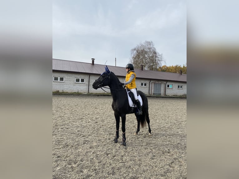 Russian Saddle Horse Stallion 1 year Brown in &#1041;&#1086;&#1083;&#1100;&#1096;&#1086;&#1077; &#1057;&#1077;&#1083;&#1086;