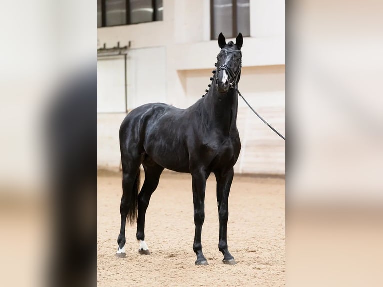 Russian Saddle Horse Stallion 4 years 16,1 hh Black in &#1053;&#1077;&#1082;&#1088;&#1072;&#1089;&#1086;&#1074;&#1089;&#1082;&#1080;&#1081;