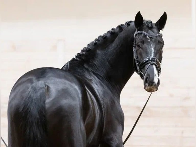 Russian Saddle Horse Stallion 4 years 16,1 hh Black in &#1053;&#1077;&#1082;&#1088;&#1072;&#1089;&#1086;&#1074;&#1089;&#1082;&#1080;&#1081;