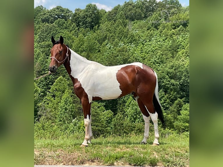 Russisch rijpaard Ruin 4 Jaar 152 cm Roodbruin in Whitley City, ky