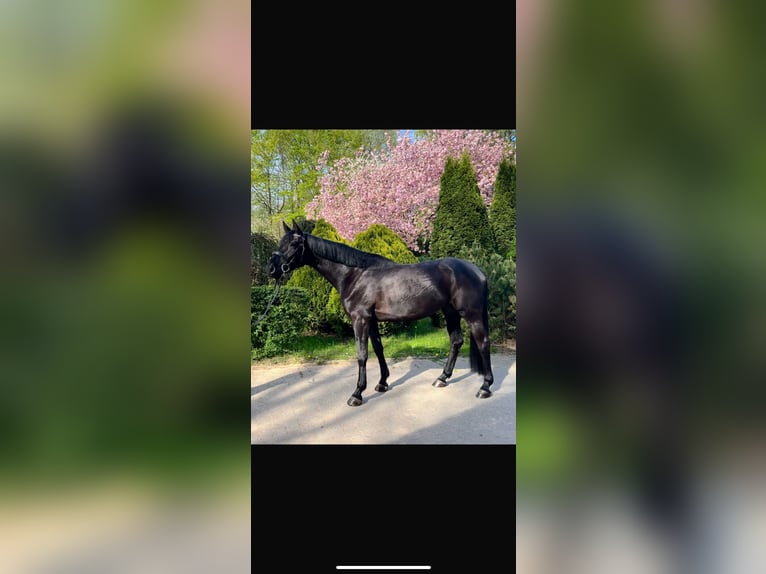 Russisches Reitpferd Stute 5 Jahre 166 cm Rappe in S&#xFC;sel