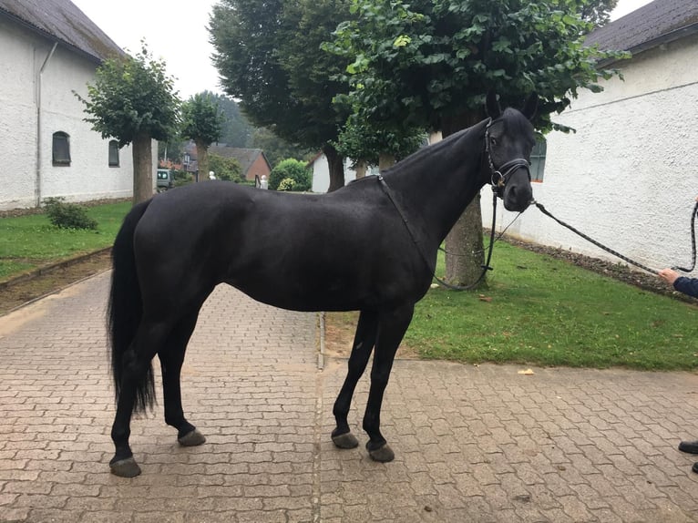 Russisches Reitpferd Stute 5 Jahre 166 cm Rappe in S&#xFC;sel